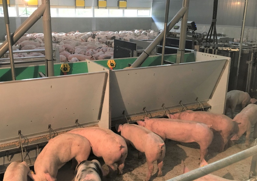 Hyvä sikojen syöttölaite säästää valtavasti rahaa